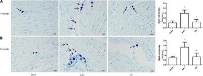 Involvement of Polyamines From Cardiac Mast Cells in Myocardial Remodeling Induced by Pressure Overload Through Mitochondrial Permeability Transition Pore Opening